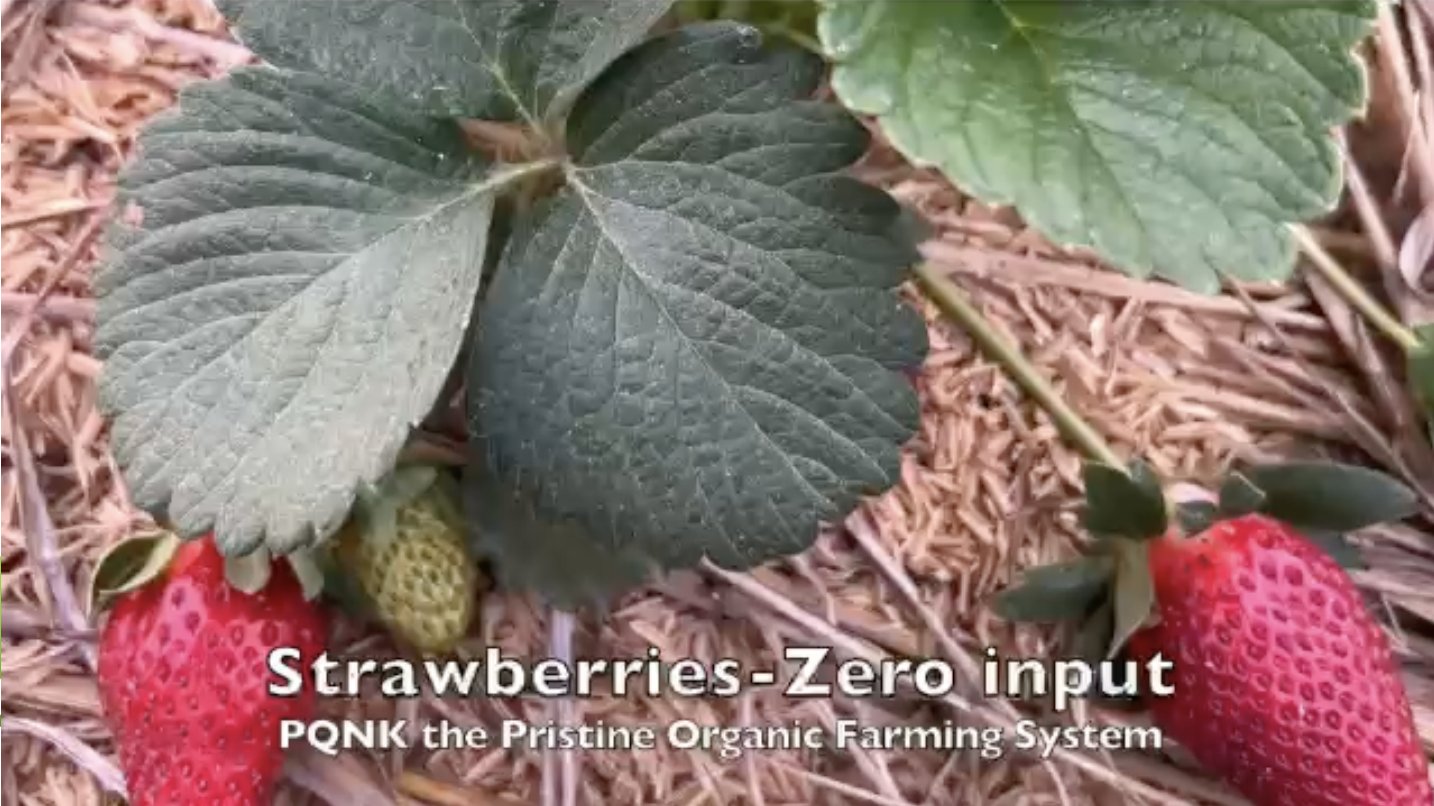 Photo: PQNK strawberries ripening on a bed of straw mulch, with a large green leaf above them. Caption on the photo: Strawberries, zero input, PQNK the Pristine Organic Farming System.