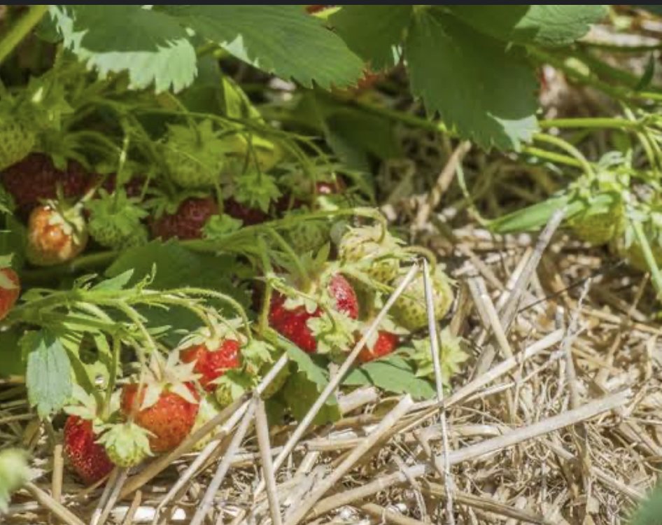 Photo: strawberry plants on a PQNK bed, with ripe red and unripe green fruit resting on a thick straw mulch.