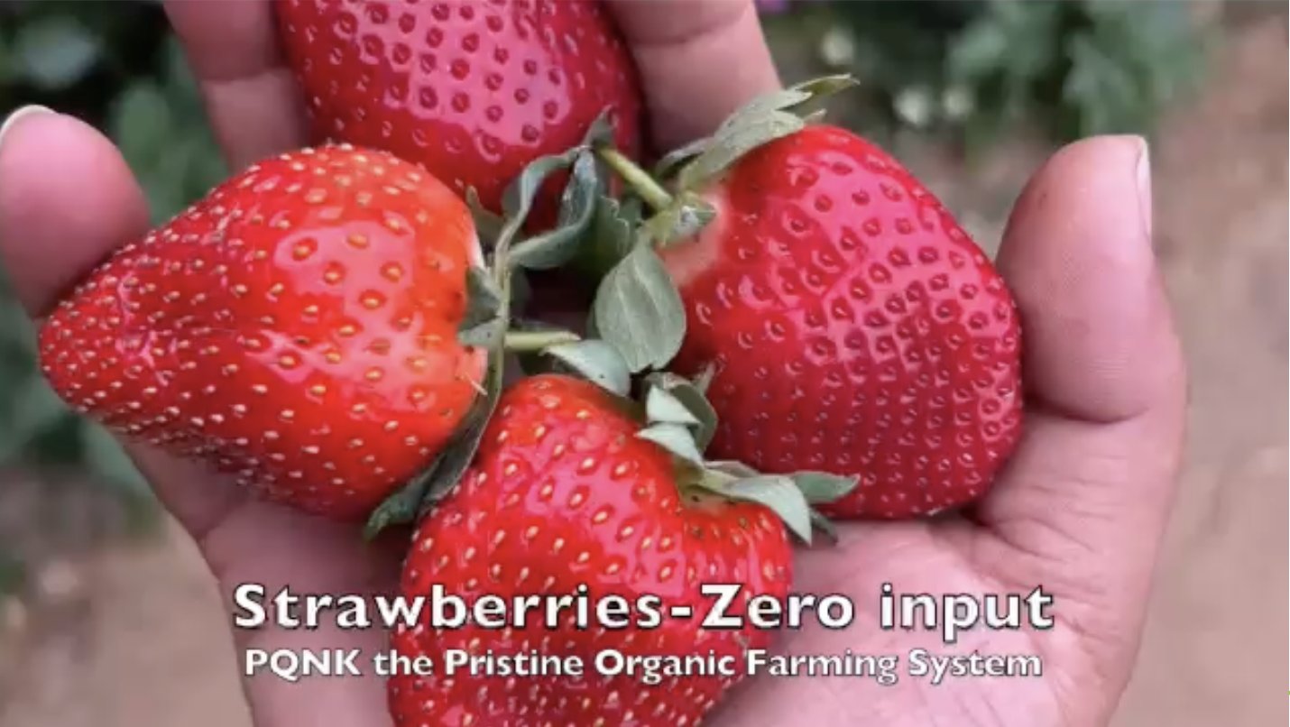 Photo: a hand holding four large, ripe PQNK strawberries. Caption on the photo: Strawberries, zero input, PQNK the Pristine Organic Farming System.