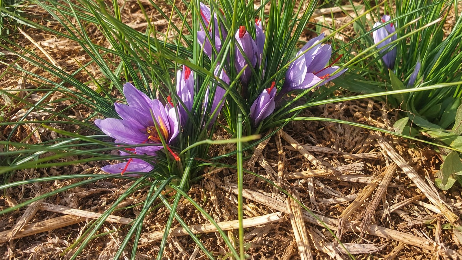 Photo: saffron crocus flowers, purple with bright red stigmas, growing among slender green leaves through a straw mulch.