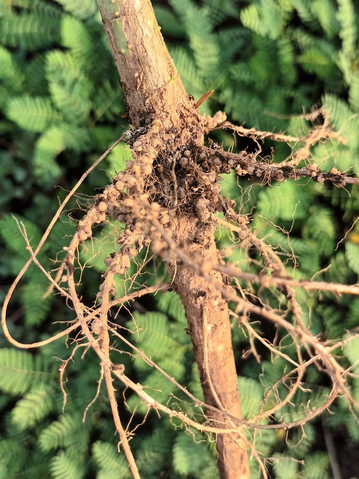 Photograph: the roots of a Jantar plant grown on a PQNK raised bed, carrying many large root nodules.