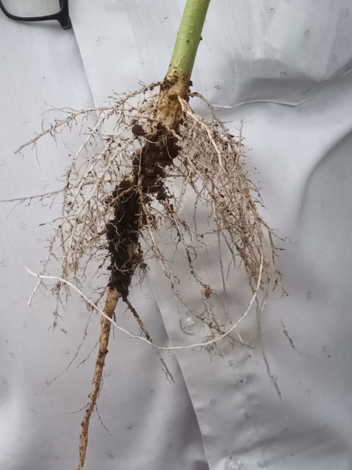 Photograph: the roots of a Jantar plant grown on a conventional flat bed, with few, small nodules.