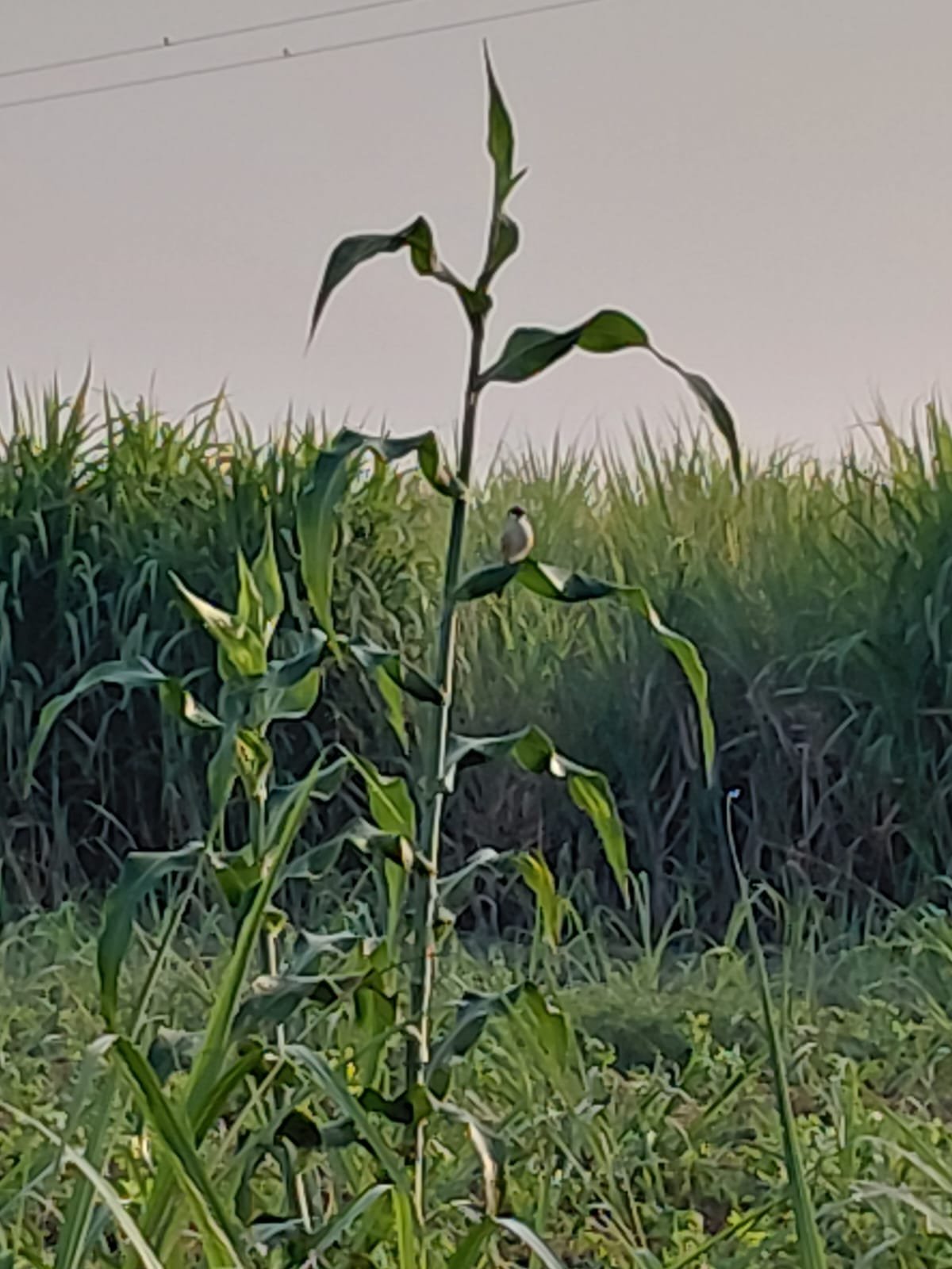 Photo: Behind the Obvious: Reading a Living Agricultural Ecosystem