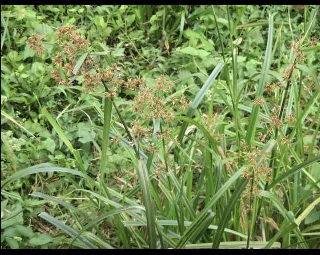 Motha Grass grown under PQNK