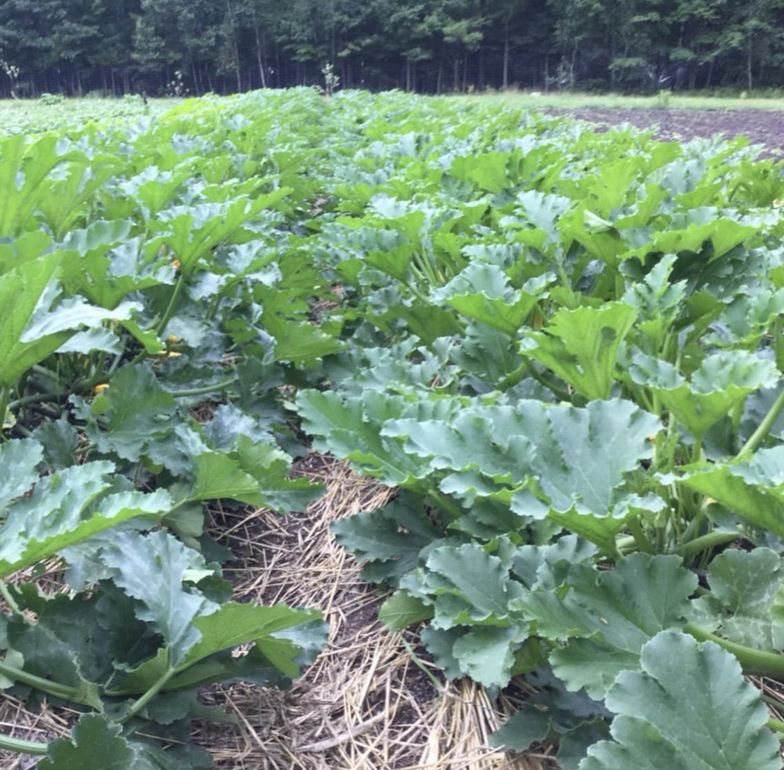Vegetables — One Acre Prosperity grown under PQNK