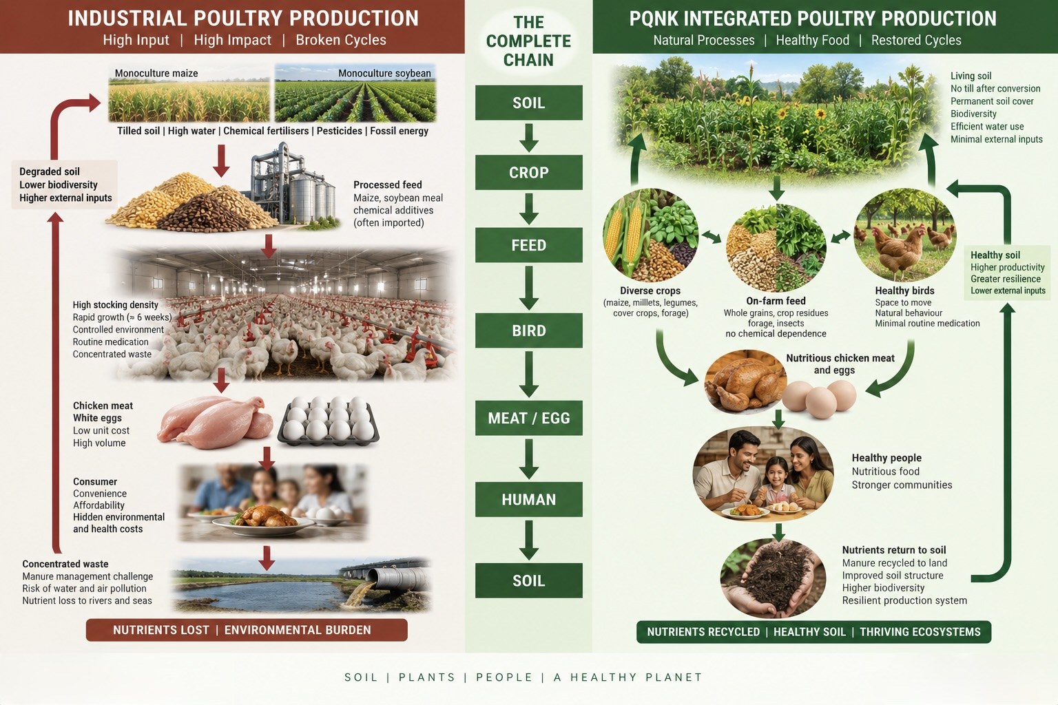 Infographic comparing two poultry chains from soil to human. Left, industrial poultry production, high input, high impact, broken cycles: degraded, tilled soil with chemical fertilisers and pesticides grows monoculture maize and soybean; processed, often imported feed; birds kept at high density, grown in about six weeks in controlled houses with routine medication; cheap, high-volume meat and white eggs with hidden environmental and health costs; and concentrated waste whose nutrients are lost to rivers and seas. Right, PQNK integrated poultry production, natural processes, healthy food, restored cycles: living soil with no tillage after conversion, permanent cover and biodiversity grows diverse crops; birds eat whole grains, crop residues, forage and insects on the farm; they have space to move and need little medication; the meat and eggs are nutritious; and the manure returns to the soil, feeding its biology and the next feed crop.