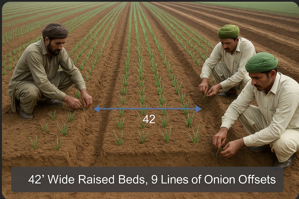 Photo of farmers planting on 42-inch-wide raised beds, with 9 lines of onion offsets per bed.
