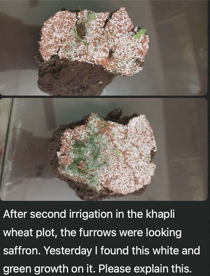 Two photos sent by a farmer of soil clods from the furrows of his khapli wheat plot, covered in a white and green growth. His message: after the second irrigation the furrows looked saffron, and yesterday he found this white and green growth on them; please explain it.